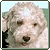 Tommy and Ginger the dogs photo gallery